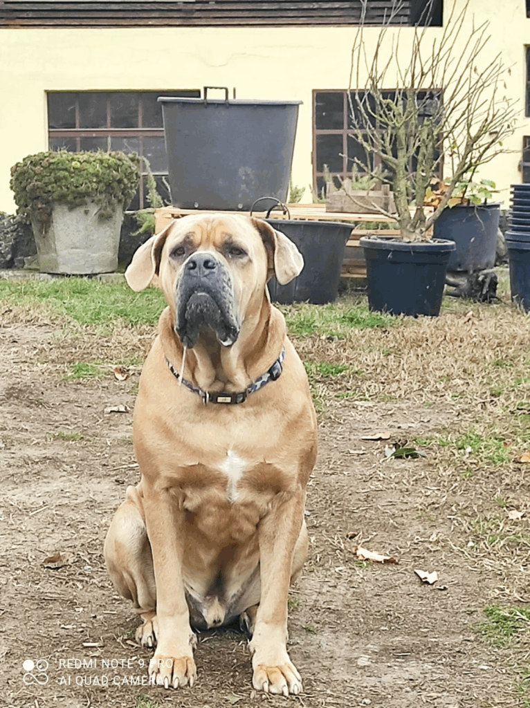 Cesare dopo le cure